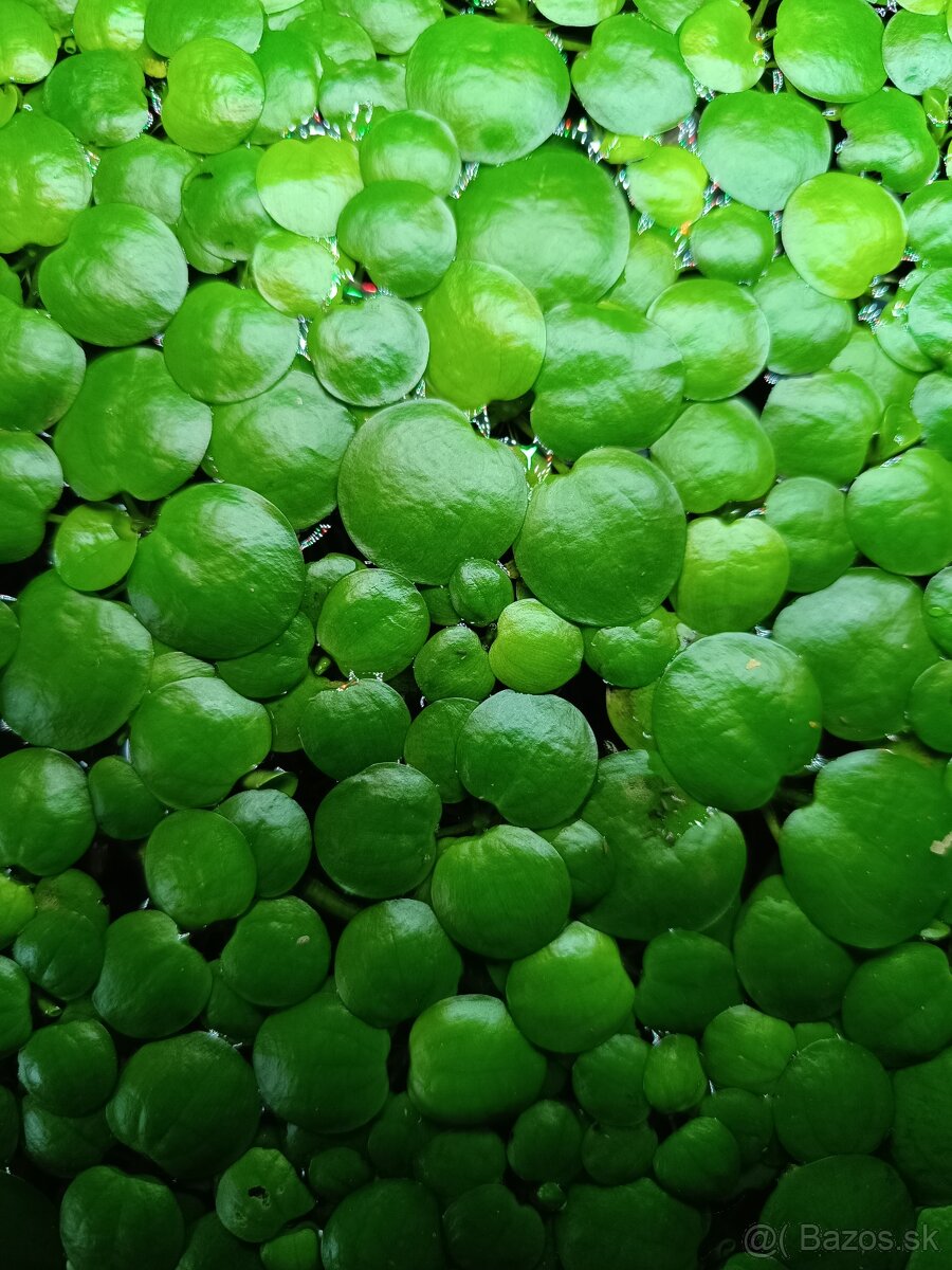 Limnobium