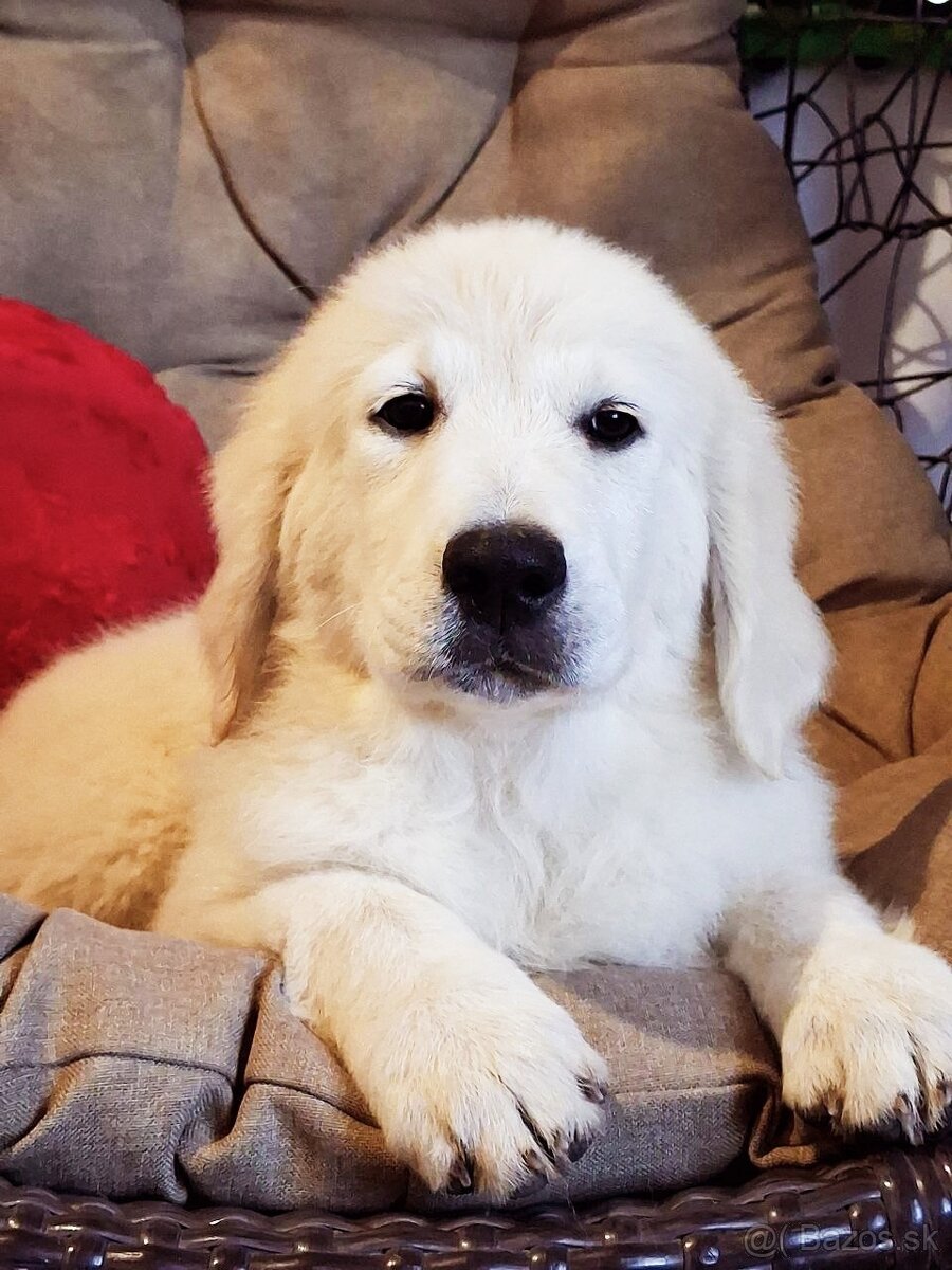Zlaty retriver