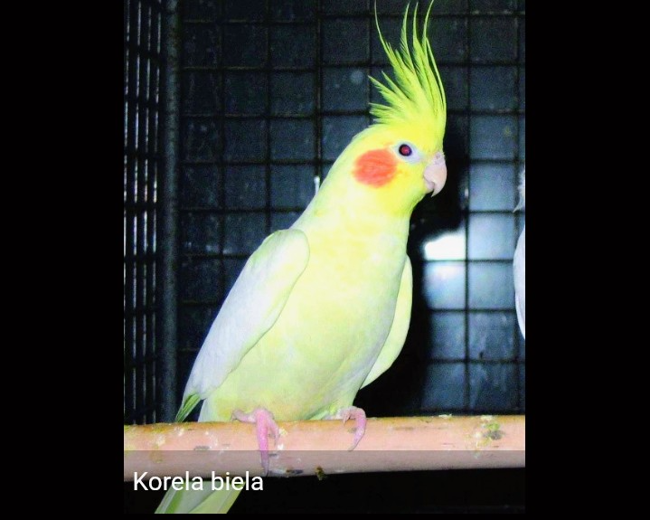 Korela lutino samec 2025