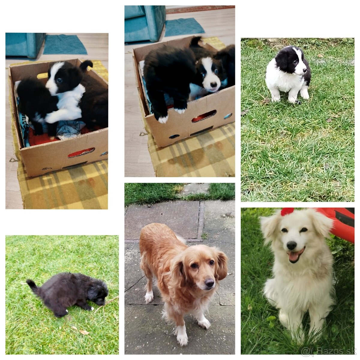 ŠTENIATKA NA ODBER – okres Skalica