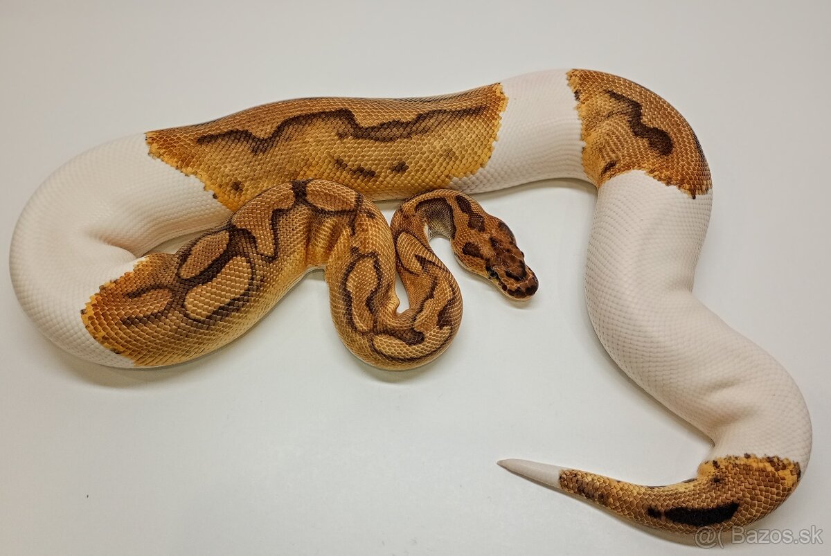 P. Regius.Pyton kralovsky