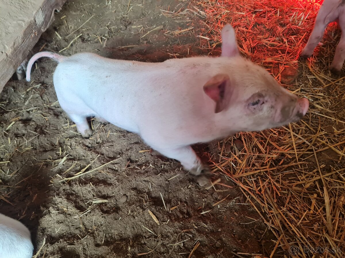 Odstavčata kanec - ešte nevyrezany