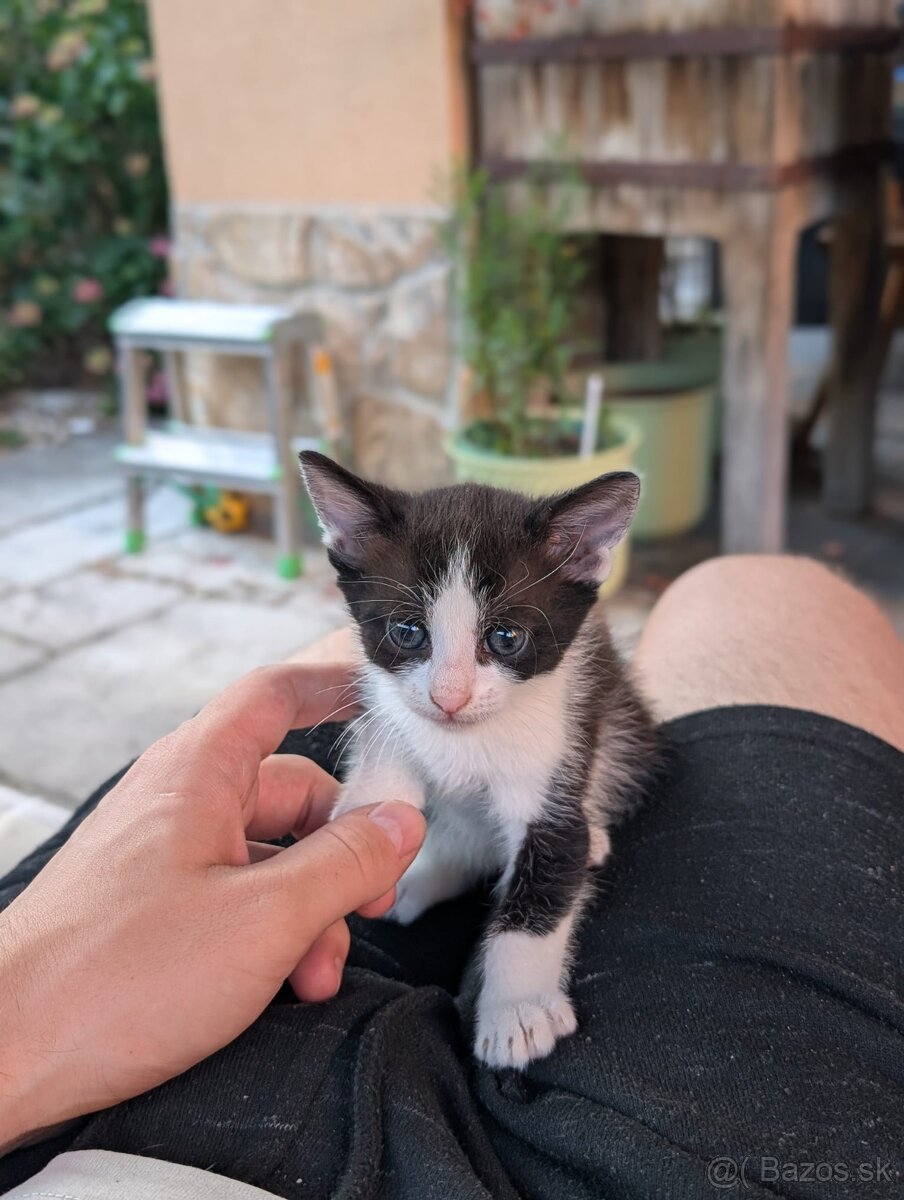 darujem mačičky