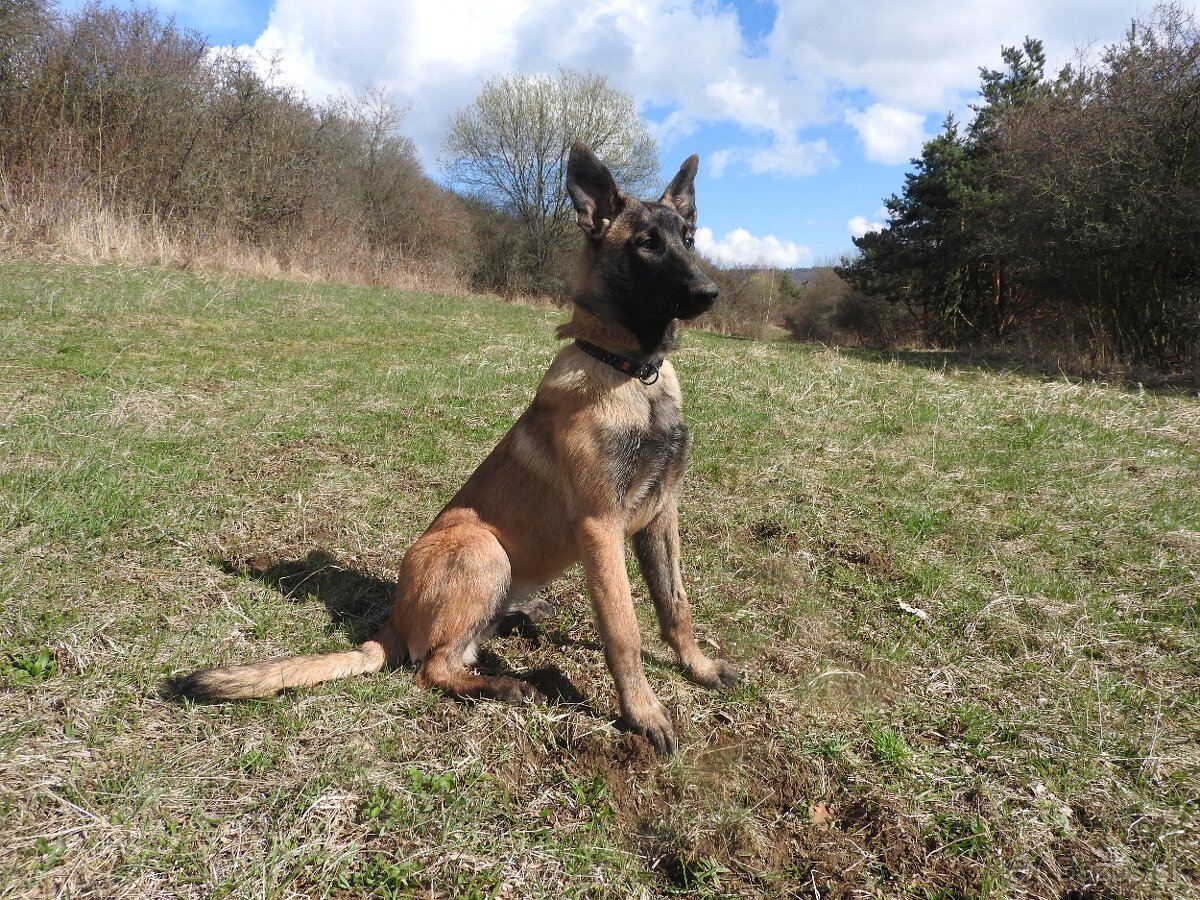 Belgický ovčiak malinois s PP