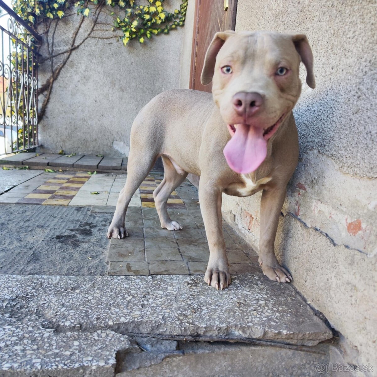 Americký pitbulterier pitbul pitbull silver lilac rare Topp