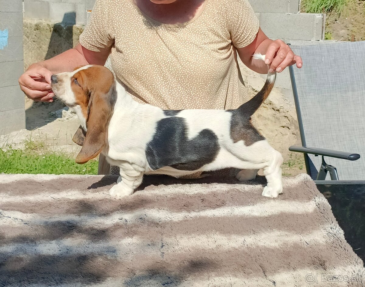 Basset Hound - fenka s PP