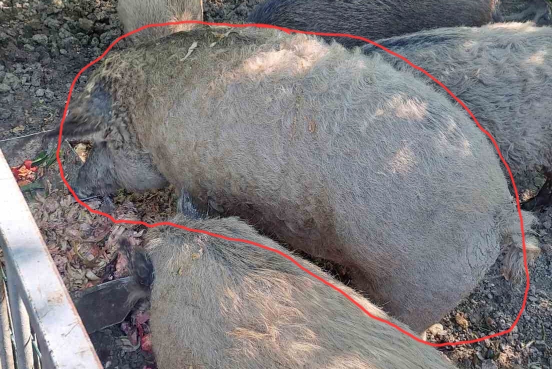 Mangalica