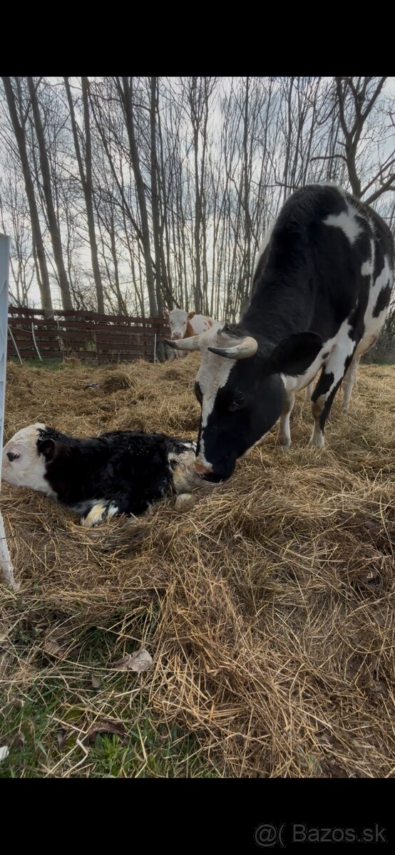 Holstein krava po prvom telení