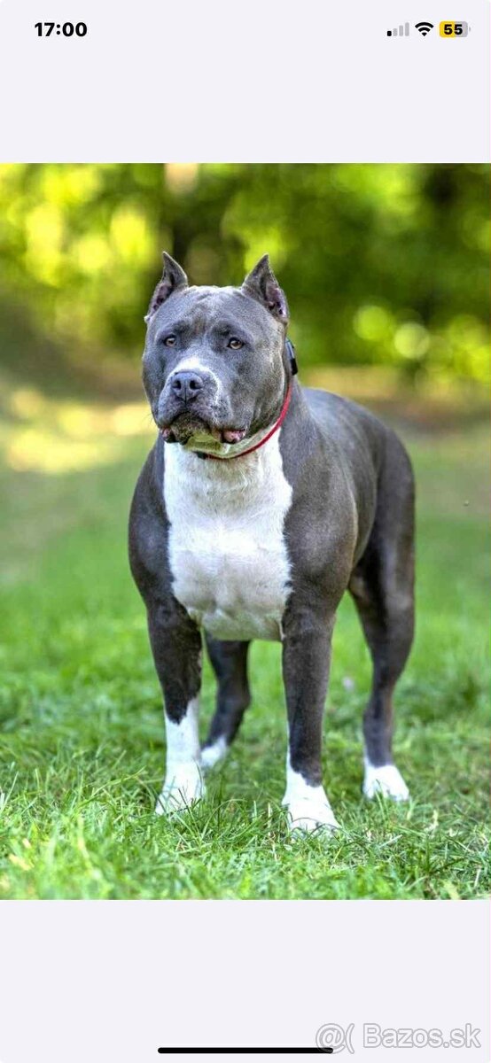 American Bully XL