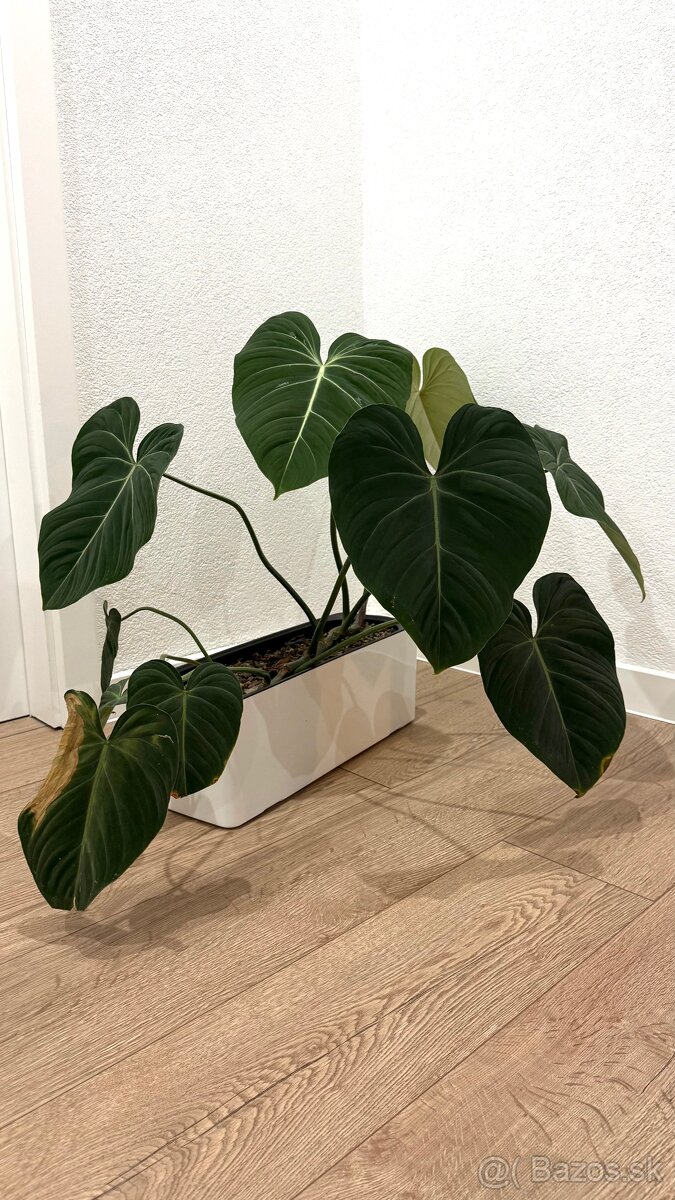 Philodendron Gloriosum
