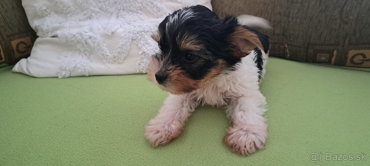 Yorkshire terier biewer