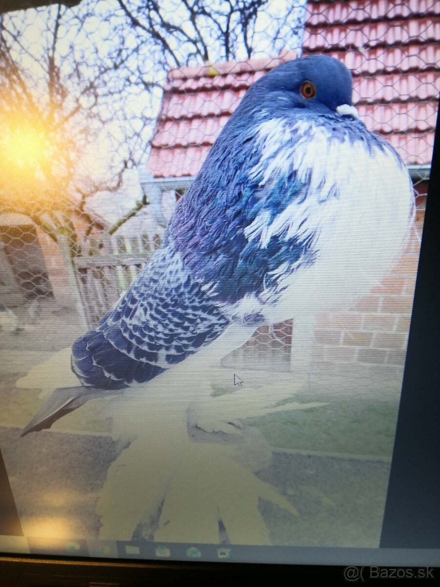 Pomoranský hrvoliak