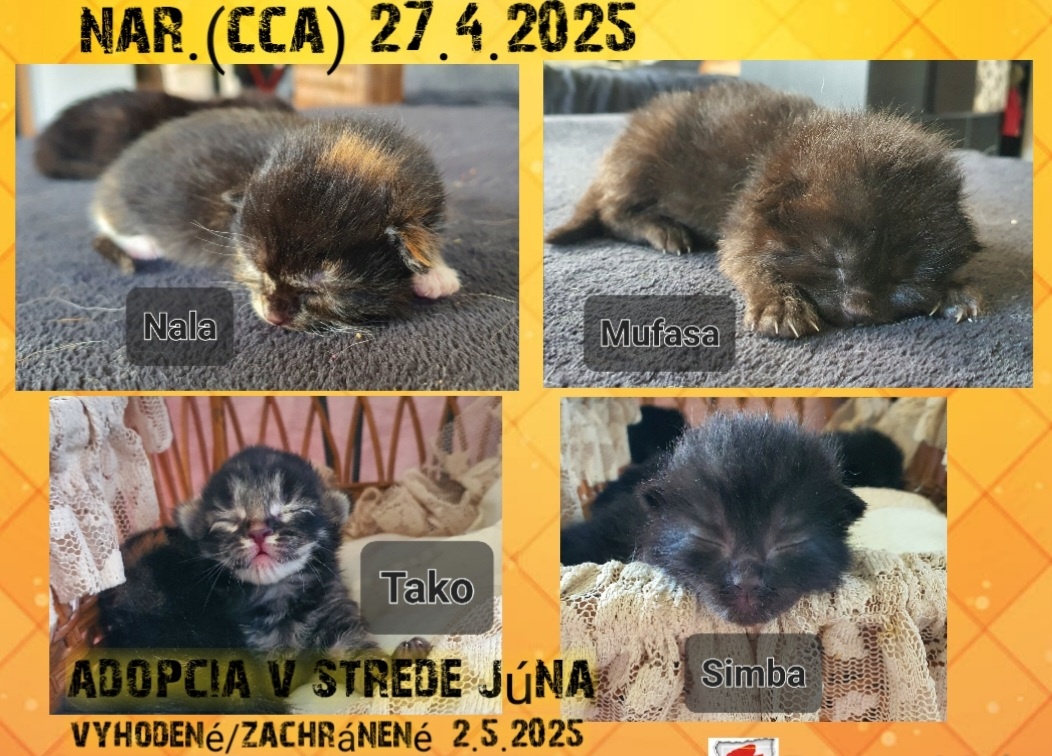 Mačiatka
