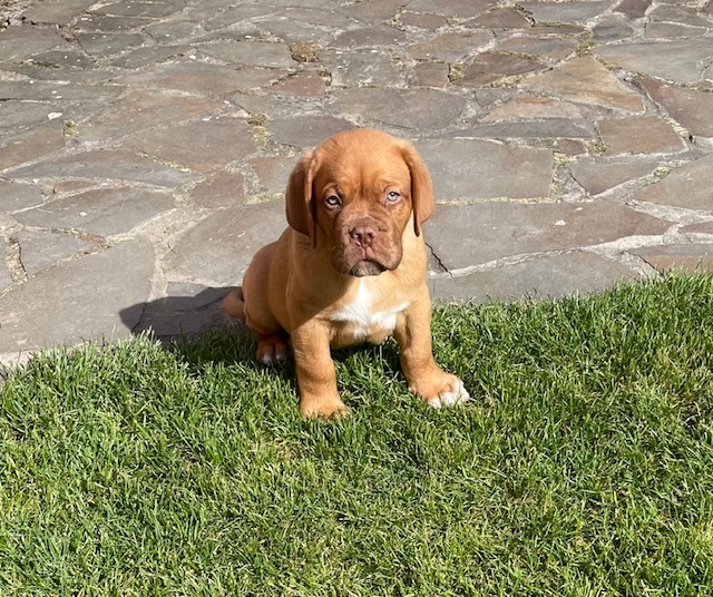 Bordo doga Dogue de Bordeaux
