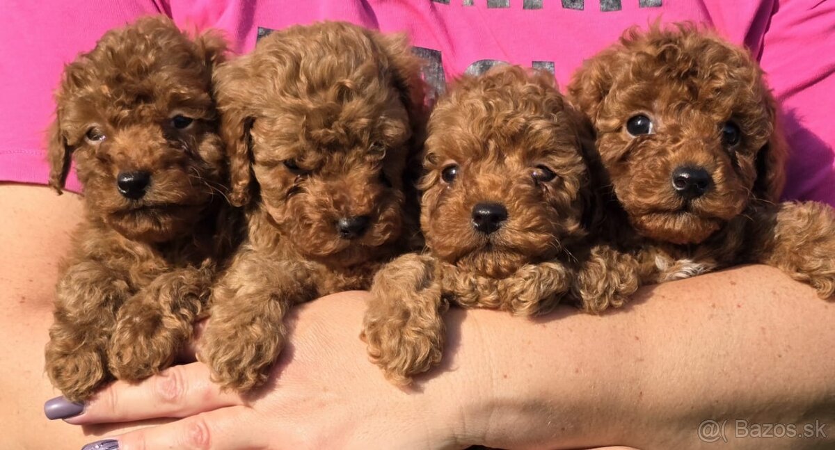 Pudlik, pudel toy-mini -Poodle