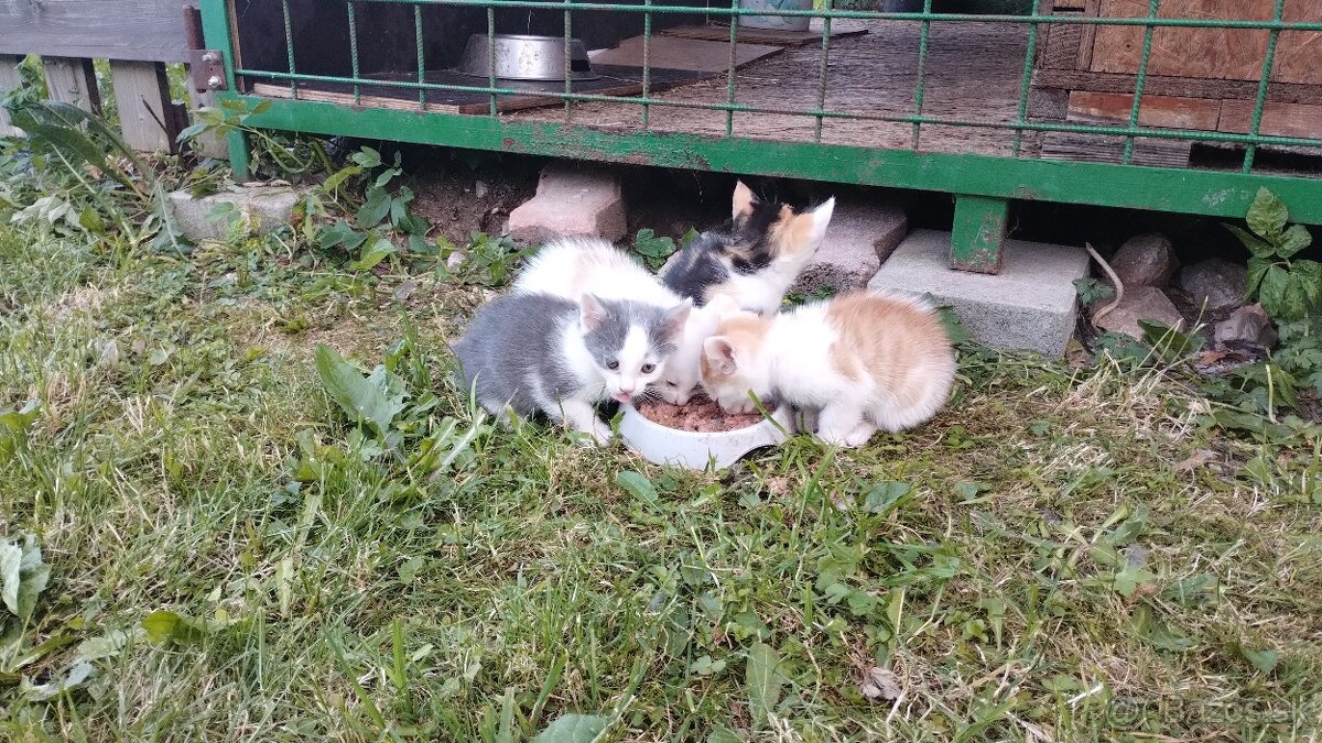 Mačiatka