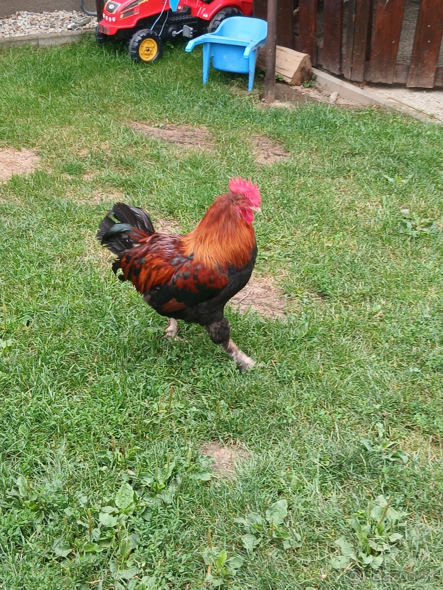 Kohut, Kohút -Marans pšeničná