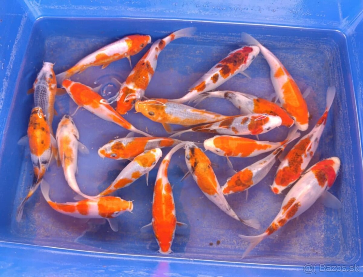 Koi kapor/ koi kapre/jazierkove ryby