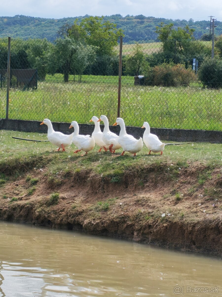 Predám brojlerové kačky