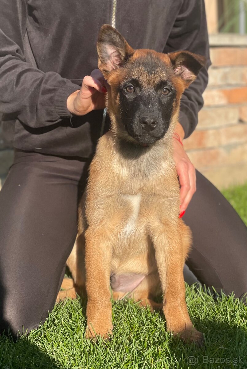 Belgický ovčiak- Malinois s PP