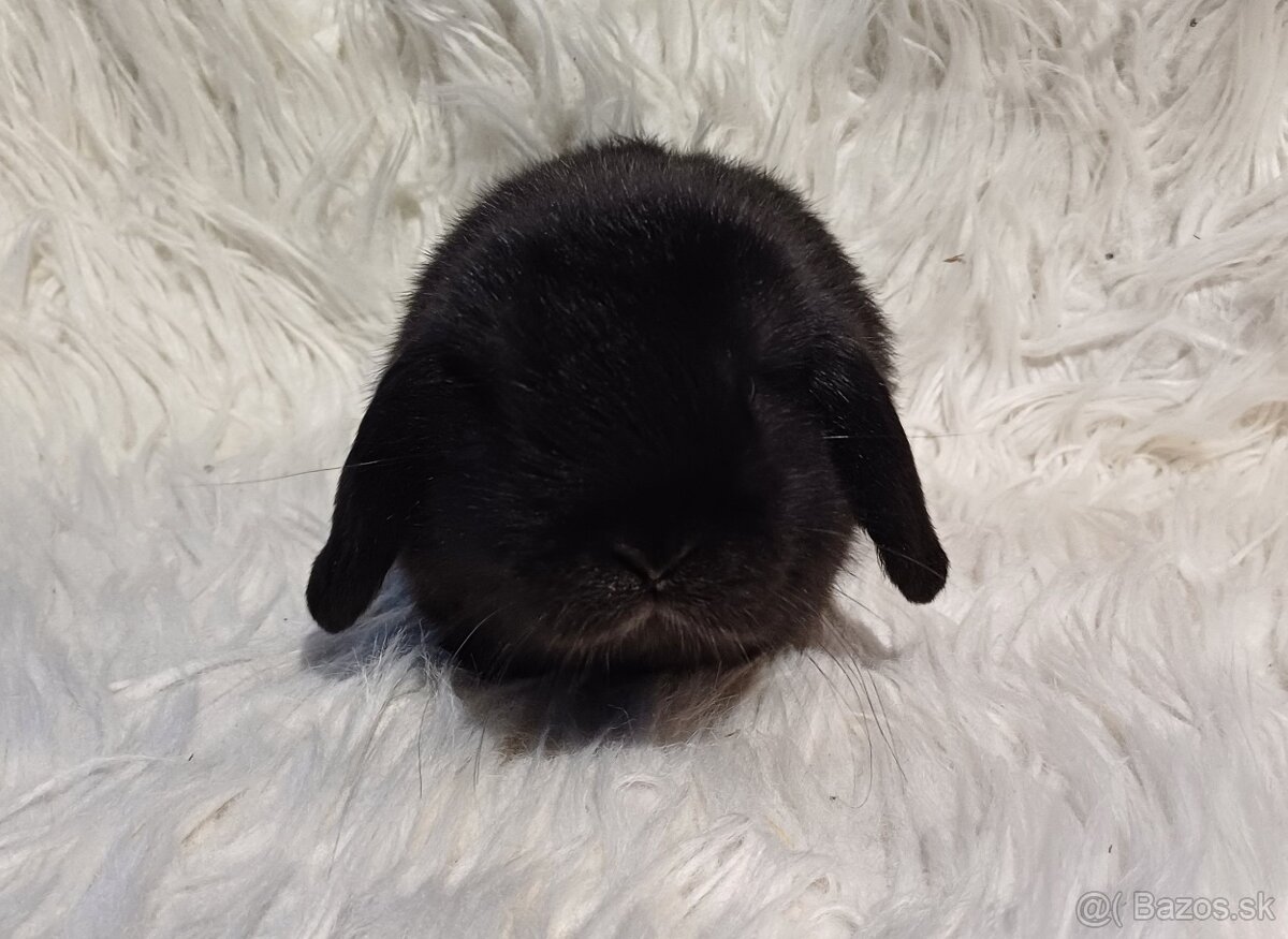 Minilop zakrslý zajačik- IHNEĎ K ODBERU