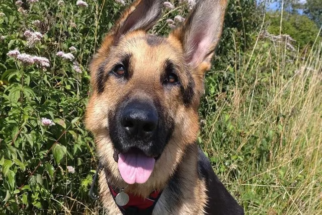 Darujem nemeckeho ovciaka