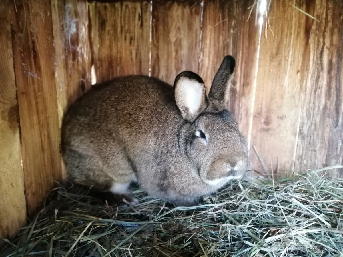 Viedenský divoko sfarbený