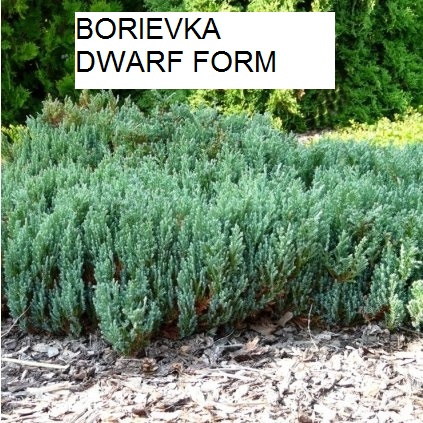 Predám ihličnany, trvalky za super ceny