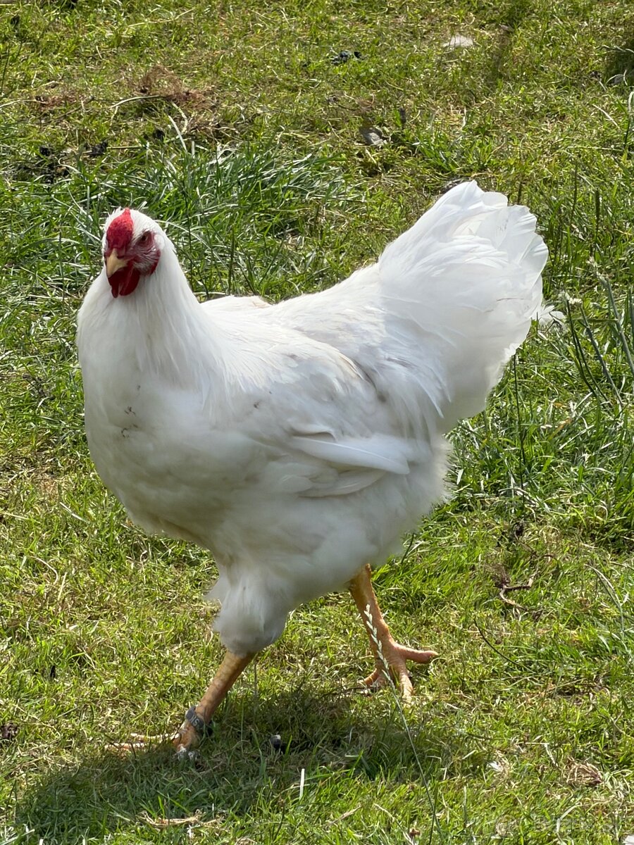 Predám kohúta amrox a oravka biela