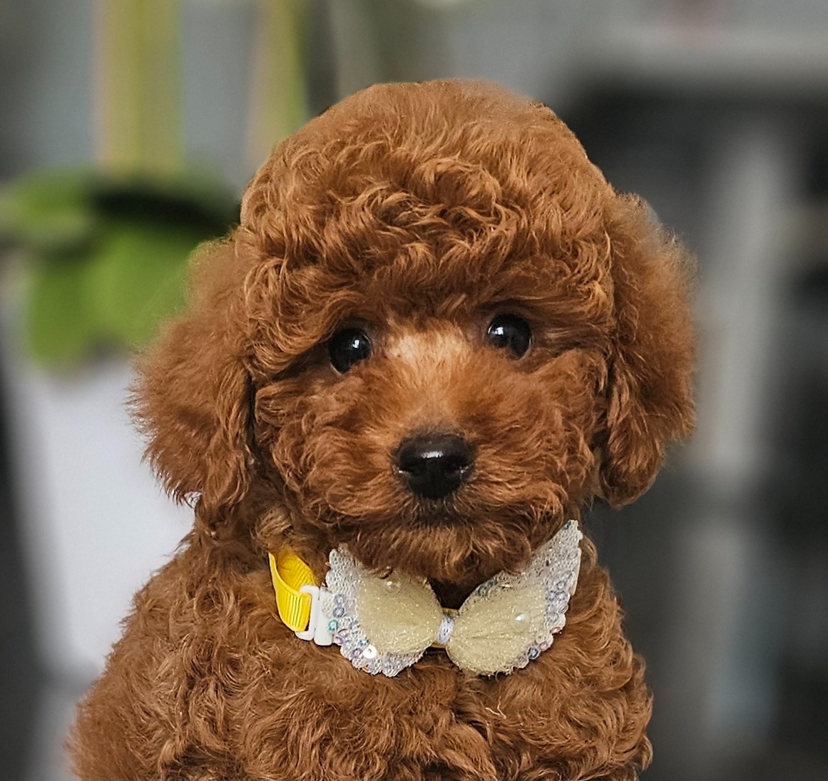 Trpasličí pudl, pudel, Miniature Poodle