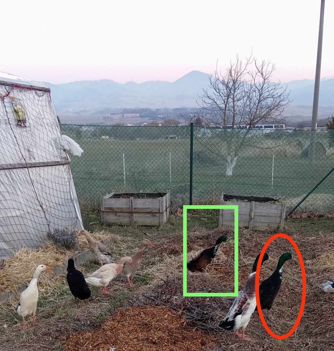 Krásavec- káčer indického bežca