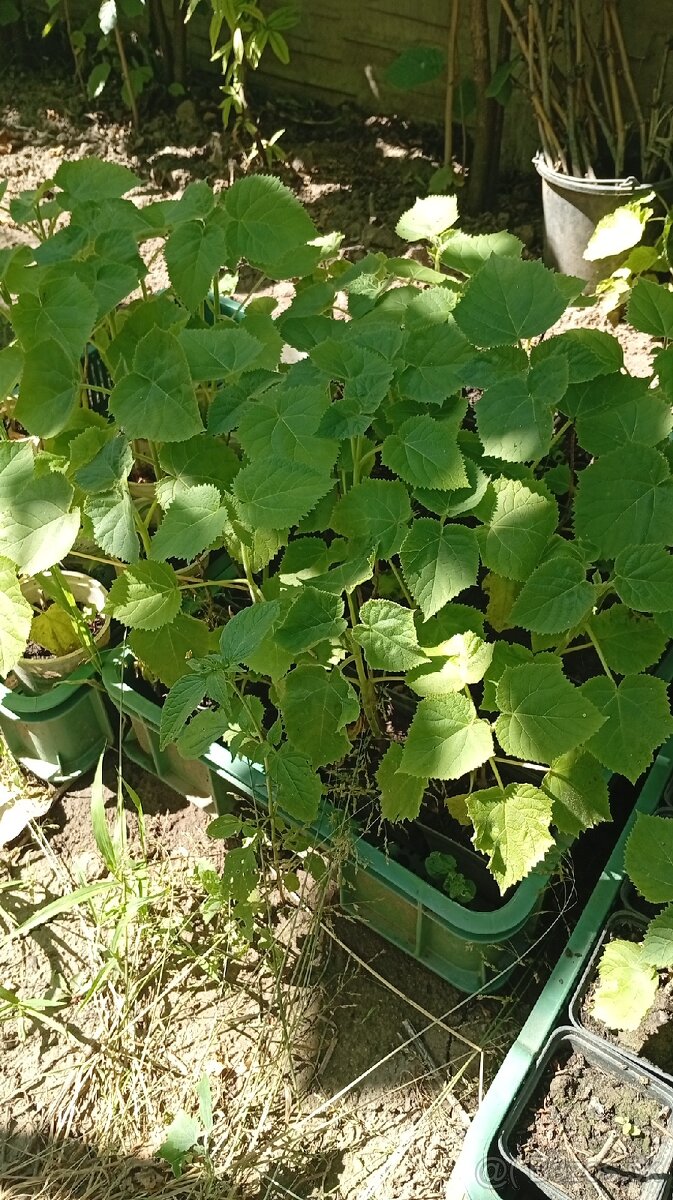 Paulownia Tomentosa