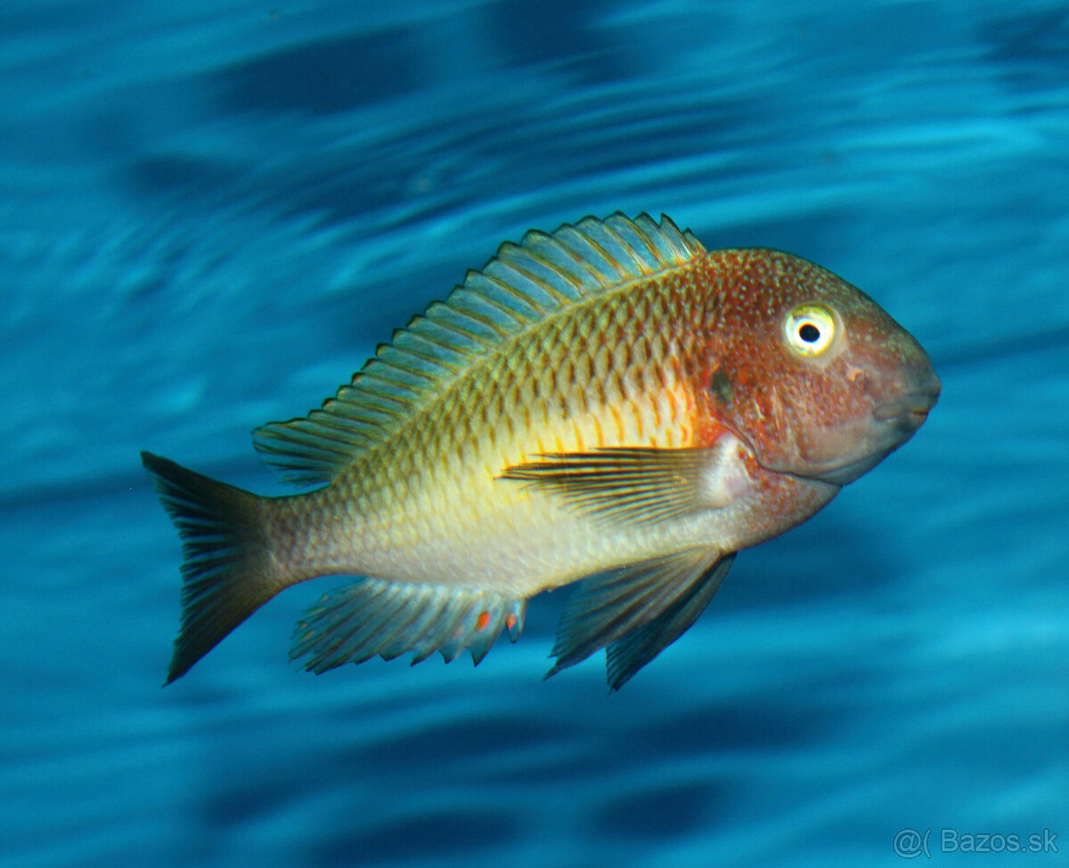 Tropheus nkonde bright yellow, moliro , maswa , ikola