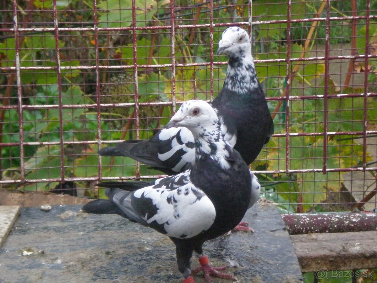 Predám poštové holuby