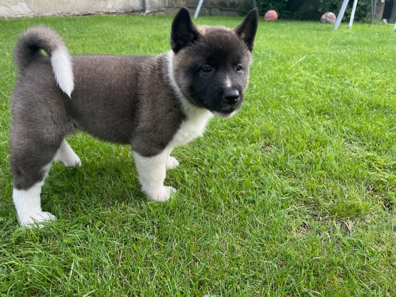 Americká Akita