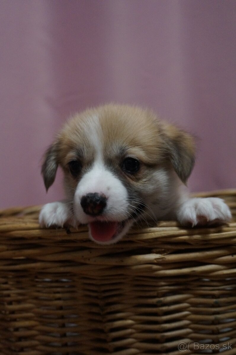 Welsh Corgi Pembroke