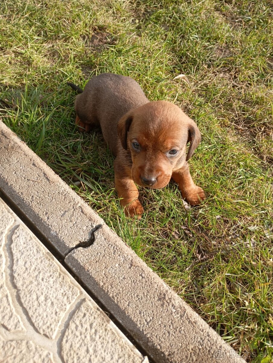 Predám jazvečíkov