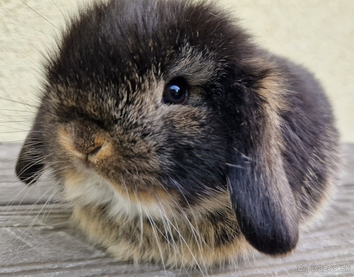 Krásny Minilop - mláďatko zakrslý baranček