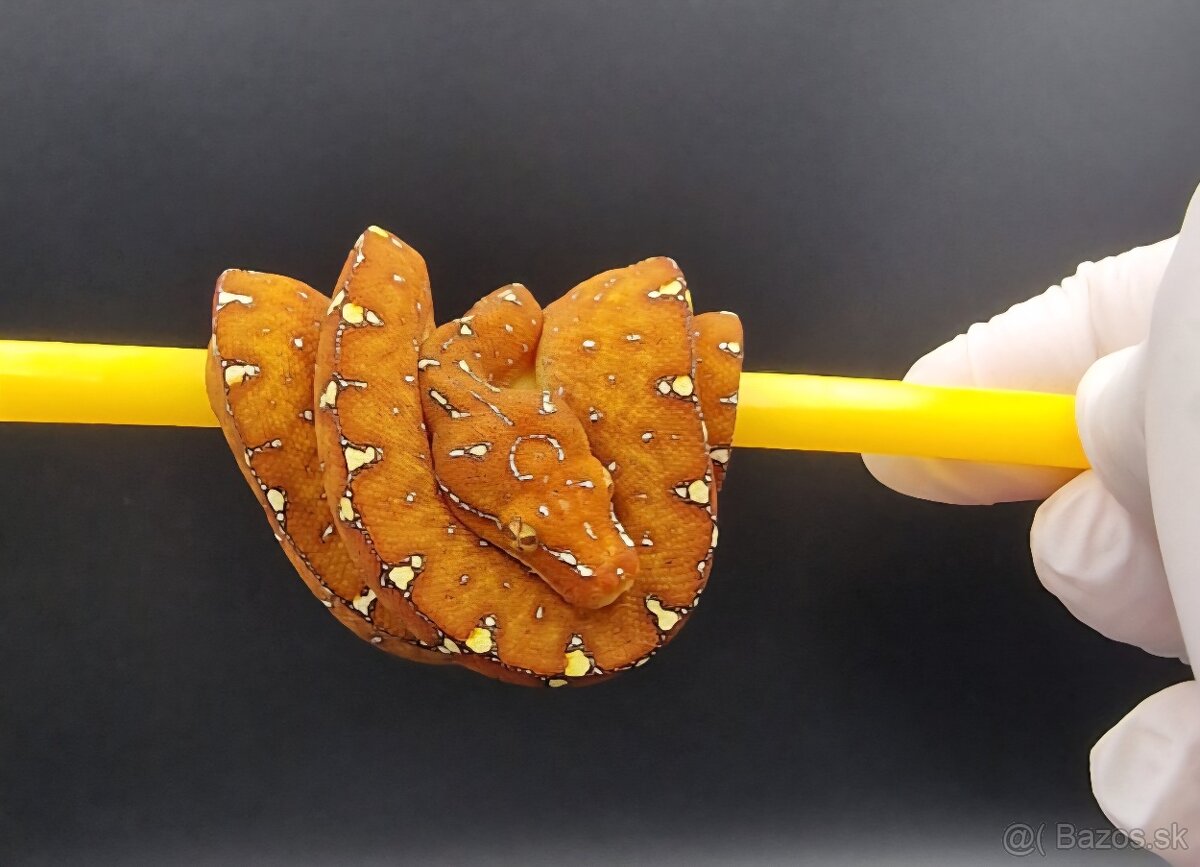 Morelia Viridis