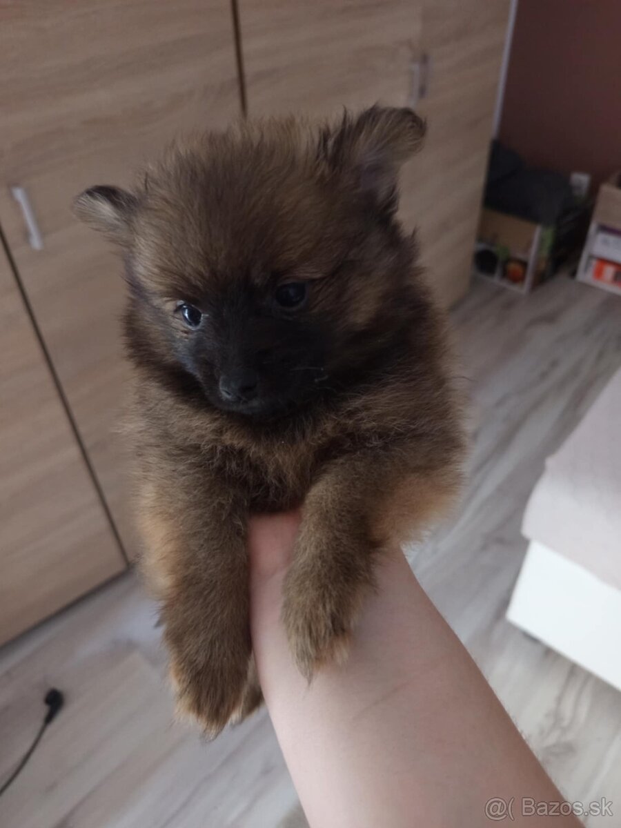 Pomeranian spic