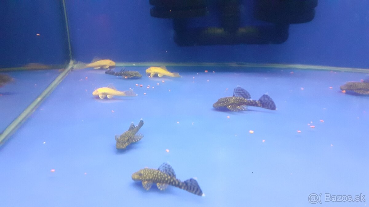 Prisavniky