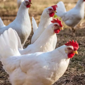 Ponúkam mladé sliepky Leghorn Biely a Sasex biely