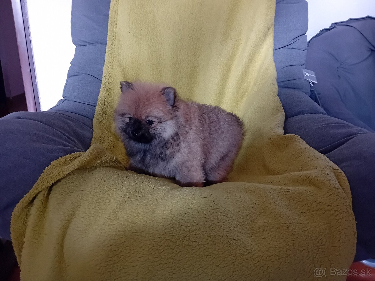 POMERANIAN