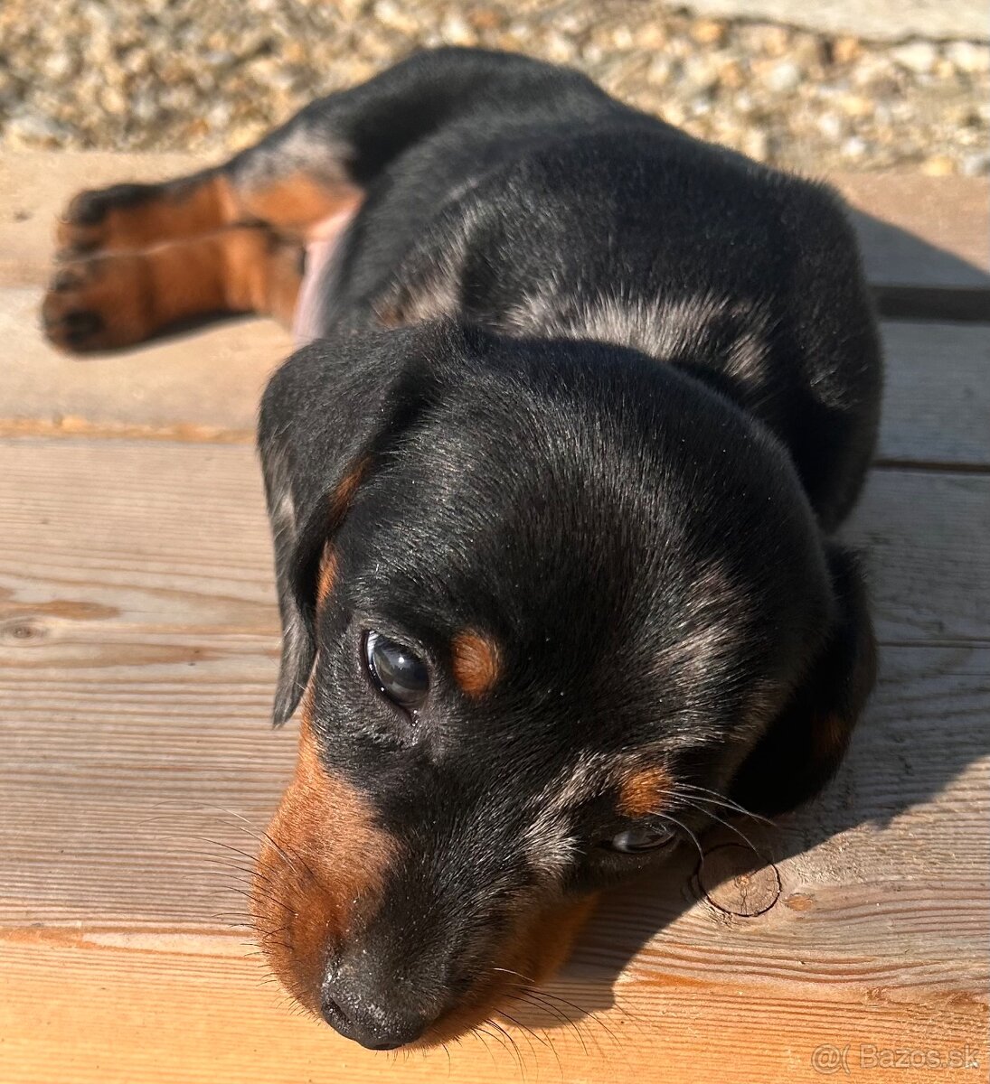 Jazvečík krátkosrsty