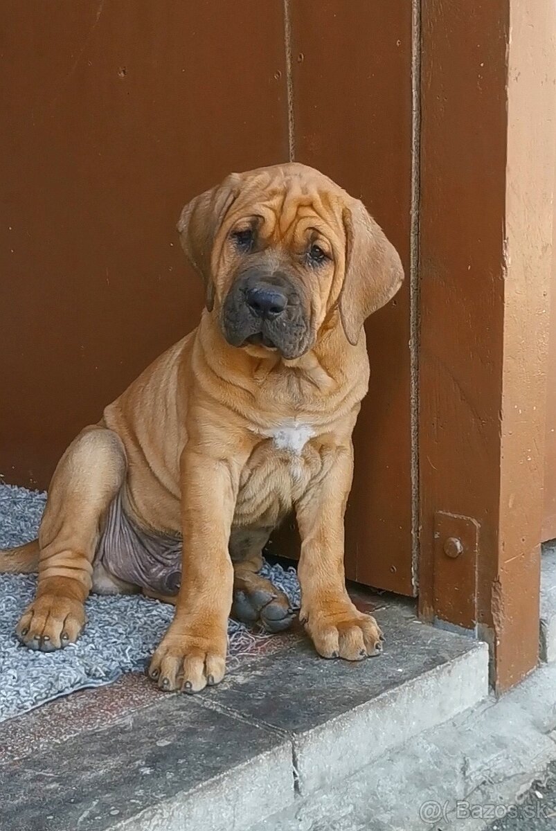 Tosa inu štěnata - přijímáme rezervace