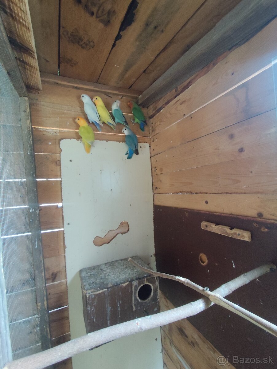 Agapornis Ružovohrdlý