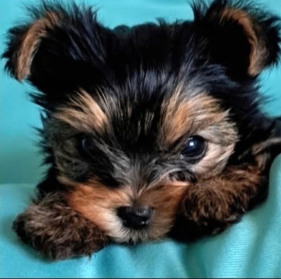 Yorkshirsky terier mini