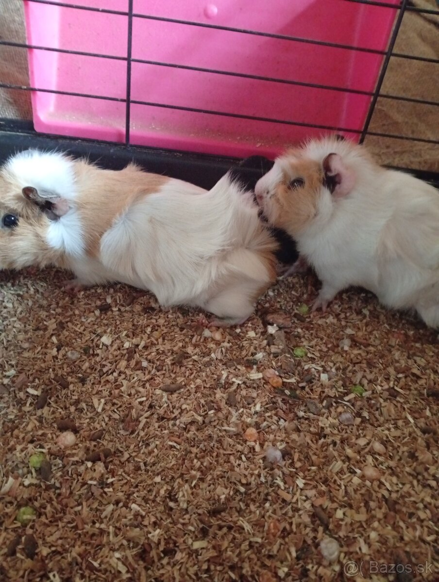 Darujem  dve samičky