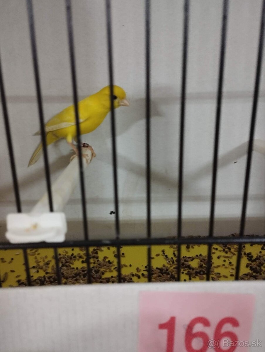 Kanariky Razza espanola