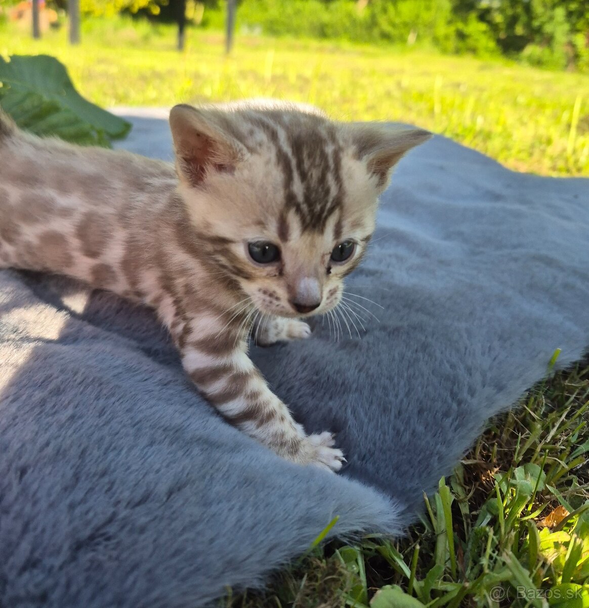 Bengalske mačiatka s PP